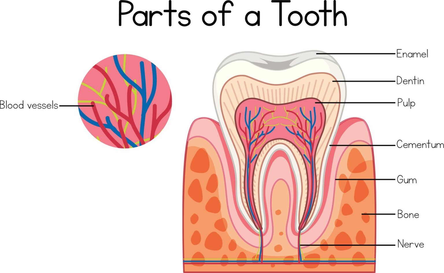 Root Canal Therapy in Burlington